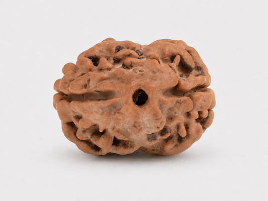 2 Mukhi Nepali Rudraksha 18mm – Original 2 Mukhi Bead for Love & Harmony