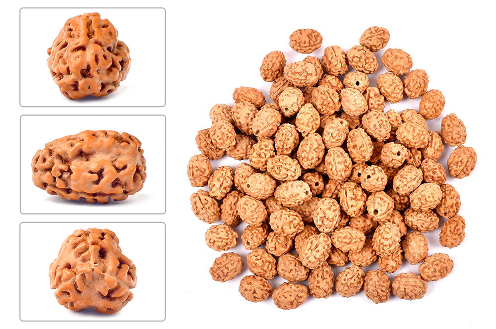3 Mukhi Indonesian Rudraksha – Original Teen Mukhi Bead for Confidence & Energy