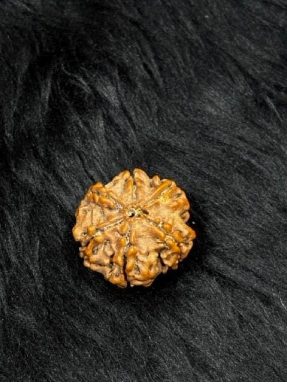 6 Mukhi Nepali Rudraksha – Original Chhe Mukhi Bead for Focus & Confidence