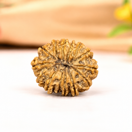 13 Mukhi Nepali Rudraksha 20mm – Original Terah Mukhi Bead for Attraction, Luxury & Charisma
