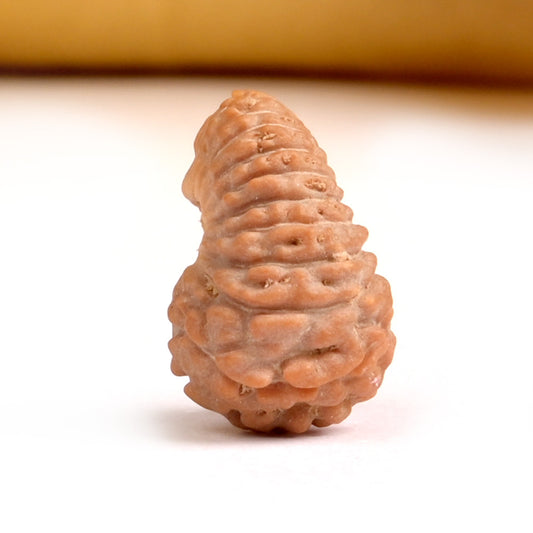 21 Mukhi Indonesian Rudraksha – Original Ikkis Mukhi Bead for Abundance & Success