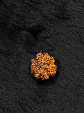 9 Mukhi Nepali Rudraksha – Original Nau Mukhi Bead for Protection & Power