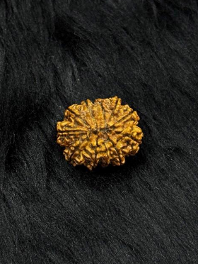 11 Mukhi Nepali Rudraksha – Original Gyarah Mukhi Bead for Strength & Courage