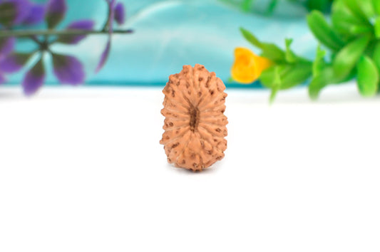 16 Mukhi Indonesian Rudraksha – Original Solah Mukhi Bead for Protection & Victory