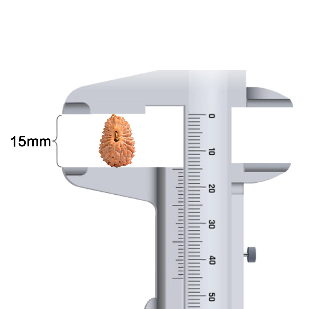 21 Mukhi Indonesian Rudraksha – Original Ikkis Mukhi Bead for Abundance & Success