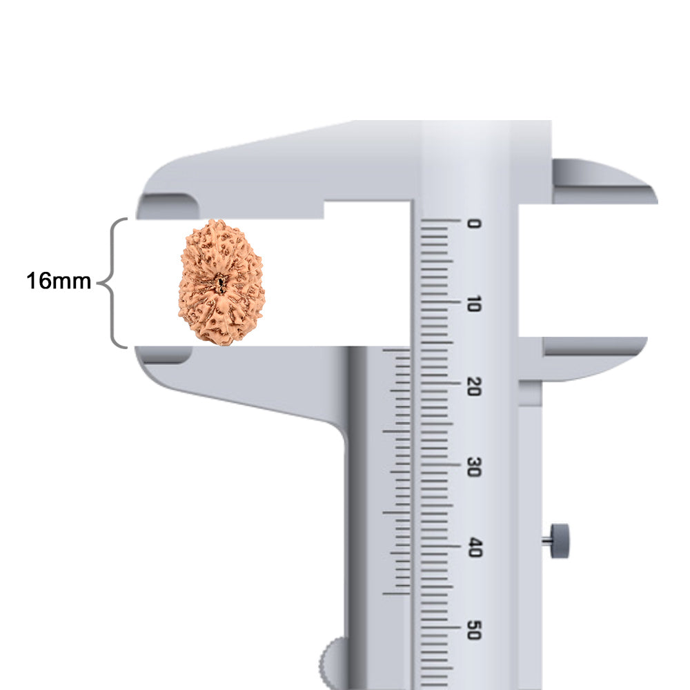15 Mukhi Indonesian Rudraksha – Original Pandrah Mukhi Bead for Prosperity & Harmony