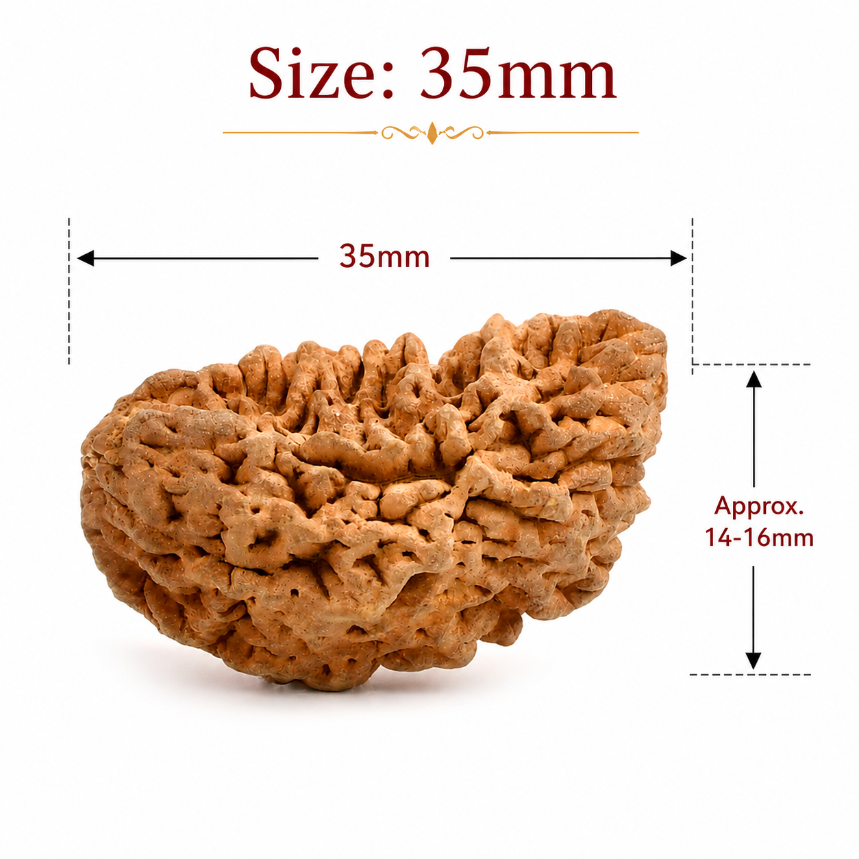 1 Mukhi Rameshwaram Rudraksha 35mm Half Moon Original Shiva Bead