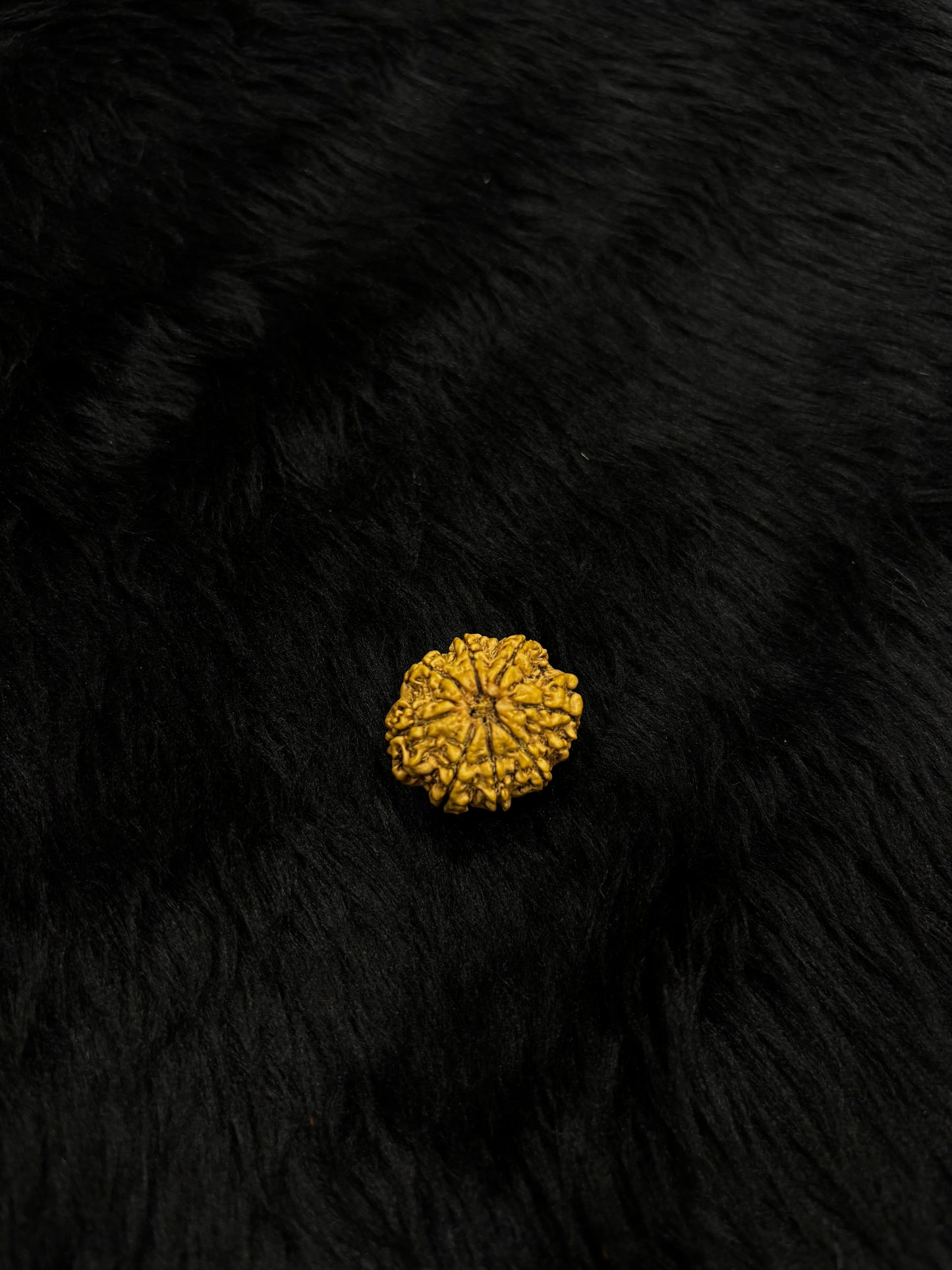 8 Mukhi Nepali Rudraksha – Original Aath Mukhi Bead for Success & Obstacles Removal