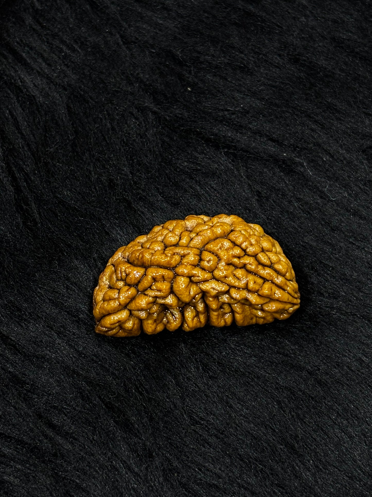 1 Mukhi Ramehwaram Rudraksha (Kaju Dana) – Original 1 Mukhi Shiva Bead