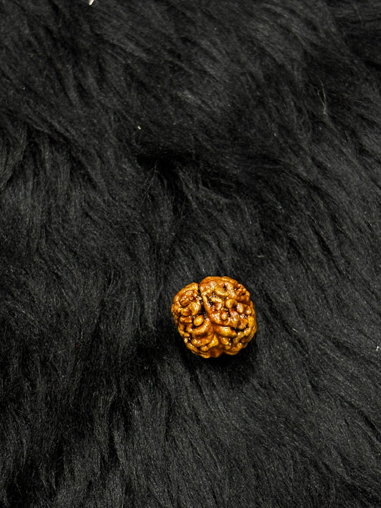 2 Mukhi Nepali Rudraksha – Original 2 Mukhi Bead for Love & Harmony
