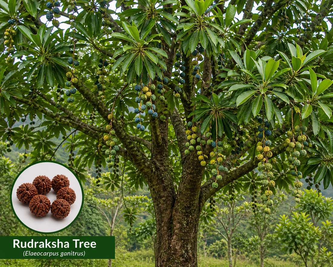 Rudraksha Tree