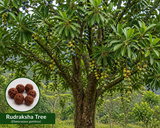 Rudraksha Tree