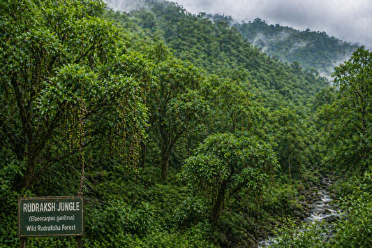 Rudraksh Jungle