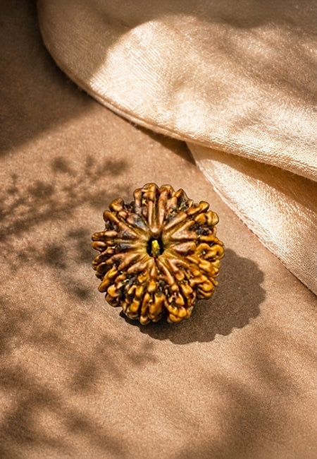 10 Mukhi Nepali Rudraksha