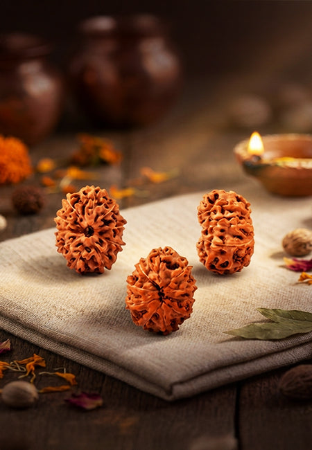10 Mukhi Indonesian Rudraksha