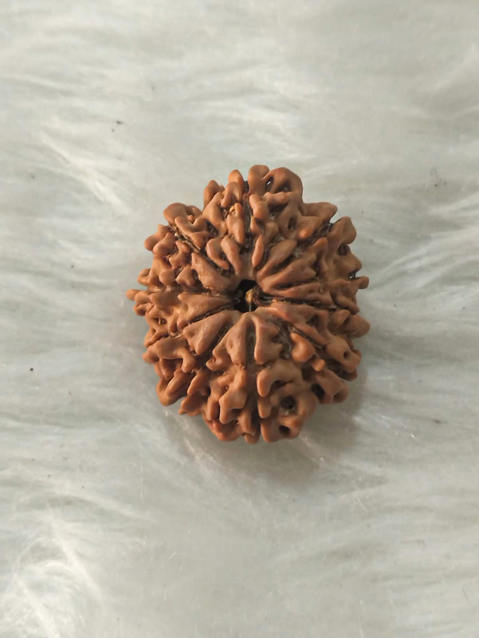 10 Mukhi