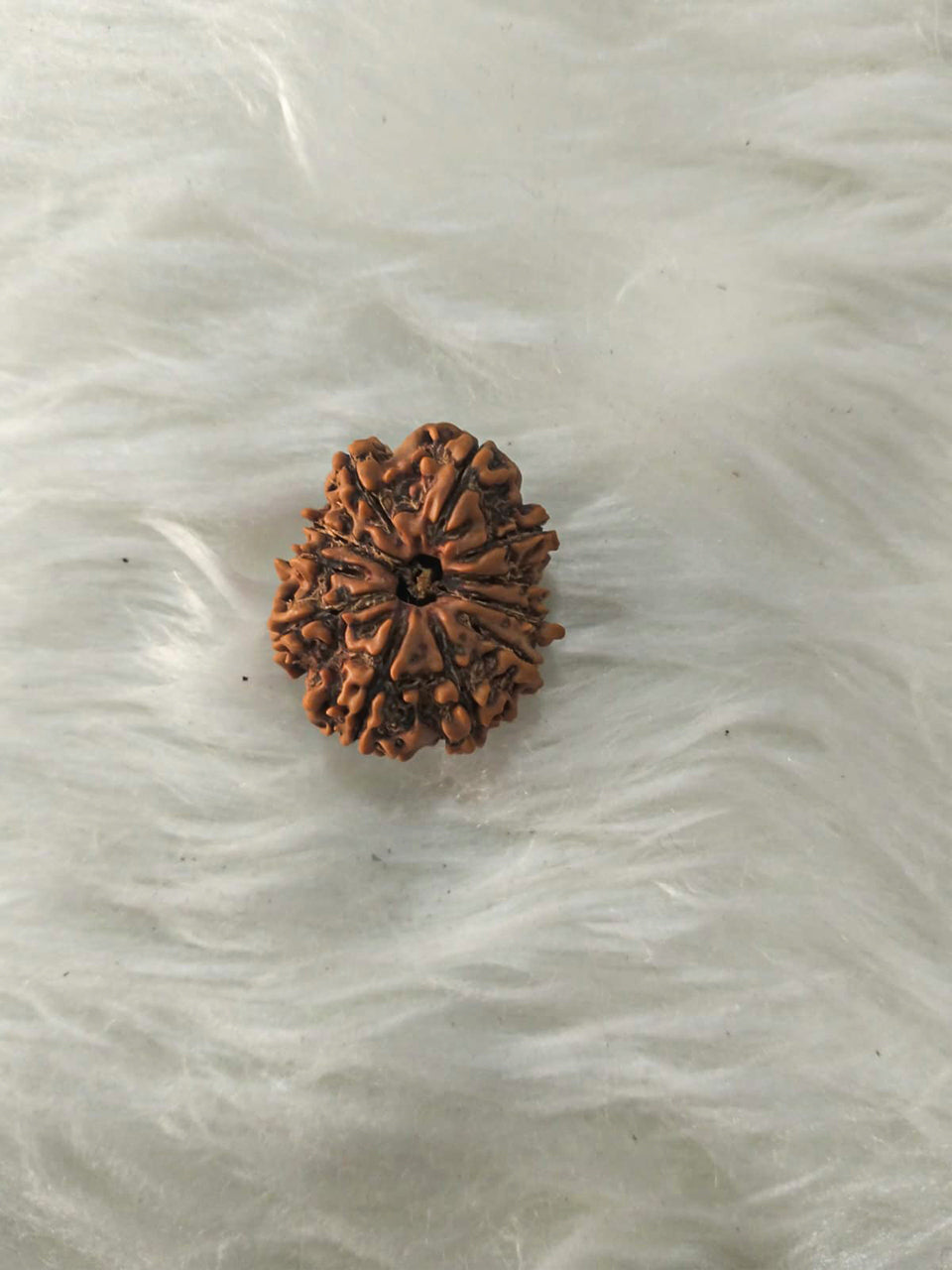11 Mukhi