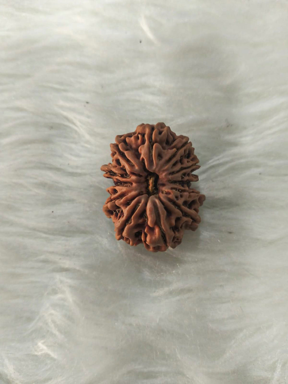 12 Mukhi