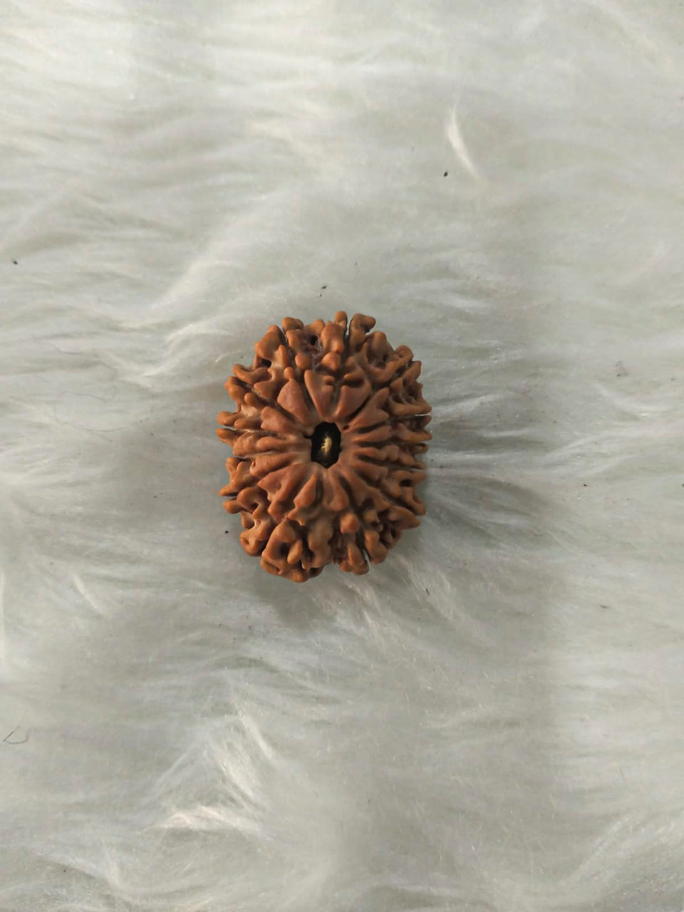 13 Mukhi