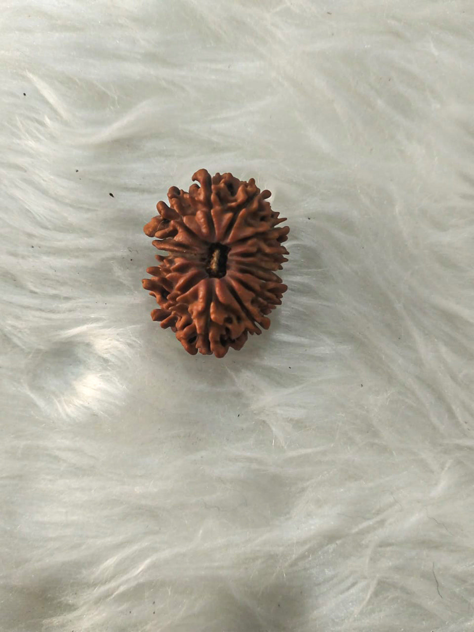 14 Mukhi