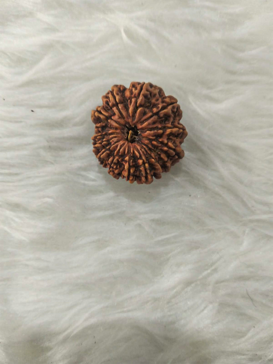 15 Mukhi