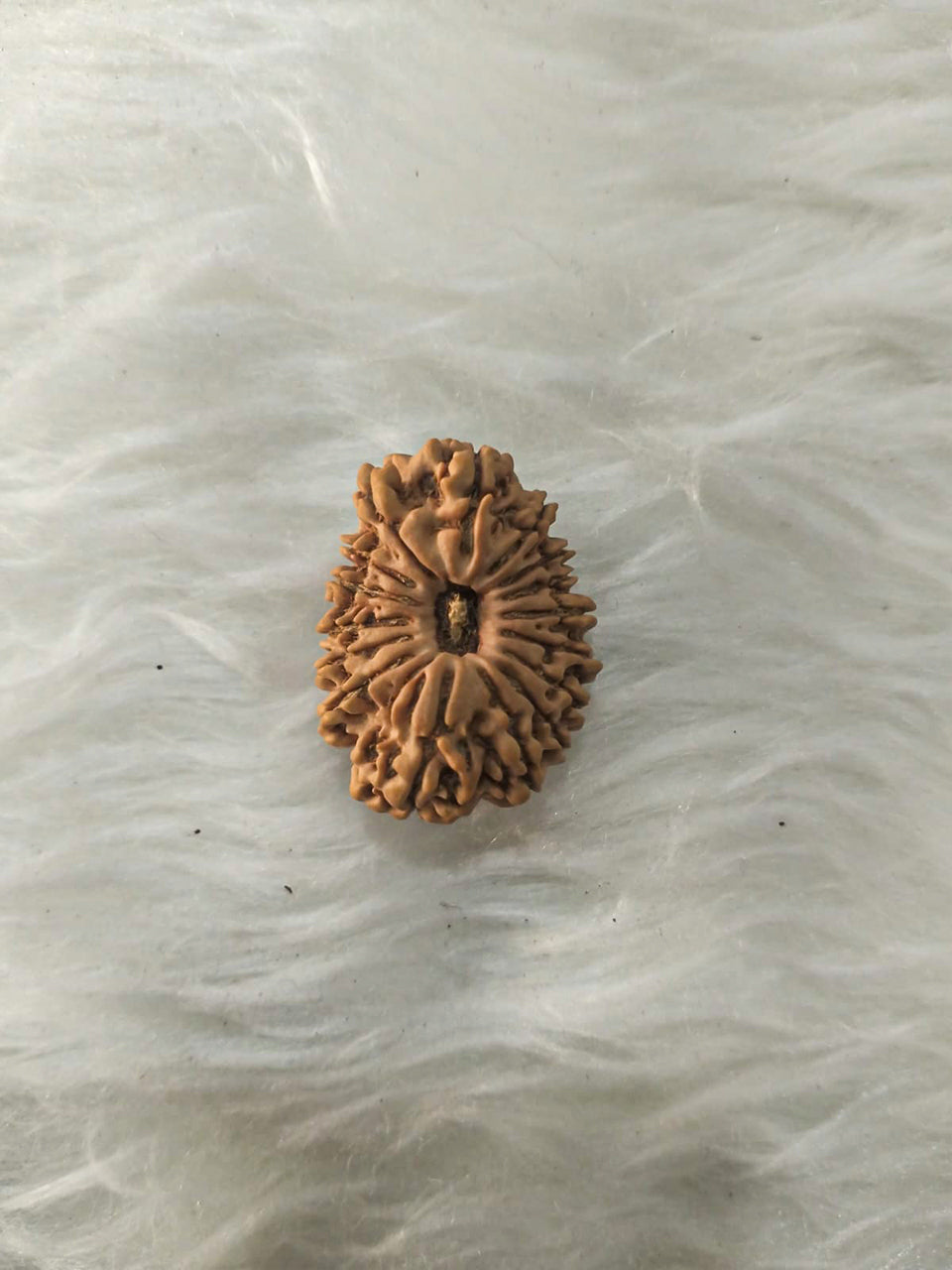 16 Mukhi