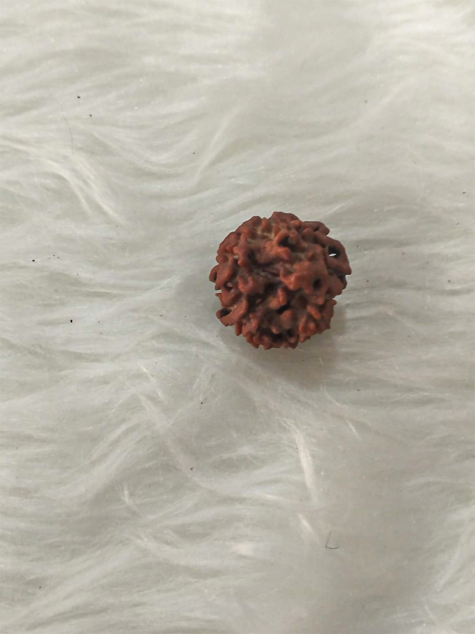 3 Mukhi