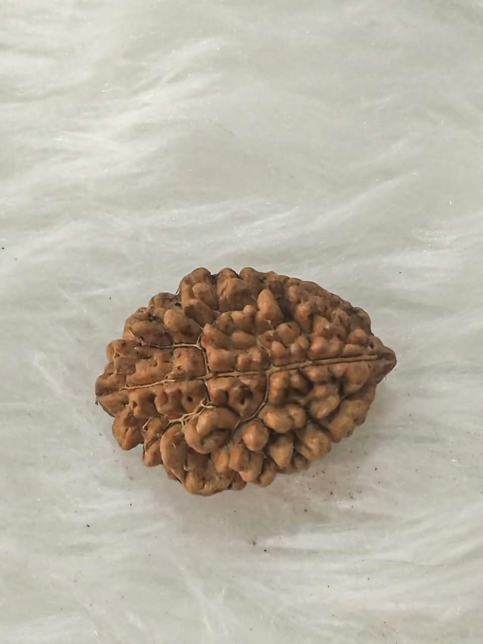 2 Mukhi