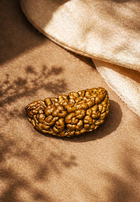 1 Mukhi Rudraksha Nepali
