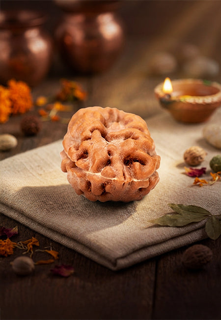 2 Mukhi Indonesian Rudraksha