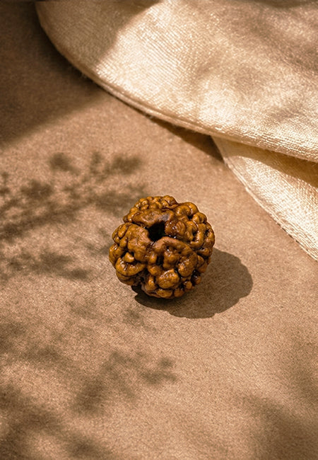 2 Mukhi Nepali Rudraksha