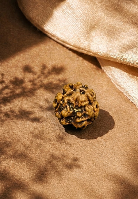 3 Mukhi Nepali Rudraksha
