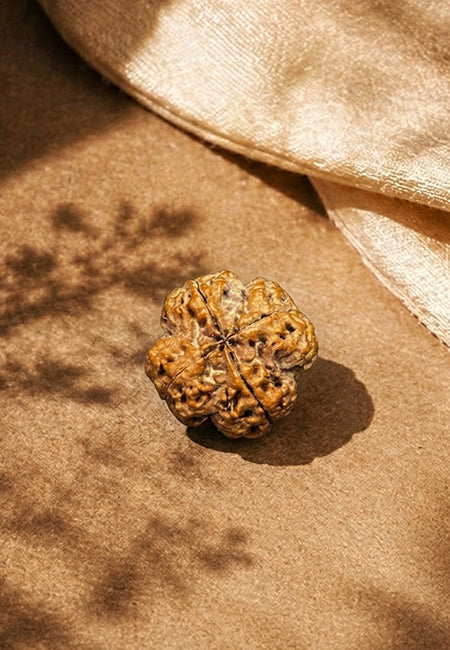 4 Mukhi Nepali Rudraksha