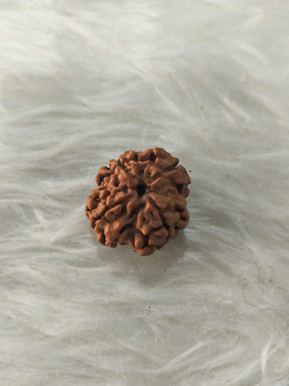 4 Mukhi