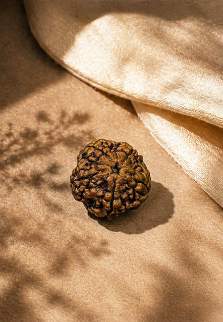 5 Mukhi Nepali Rudraksha