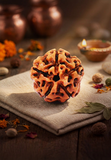 5 Mukhi Indonesian Rudraksha