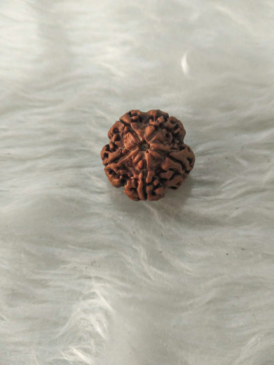 5 Mukhi