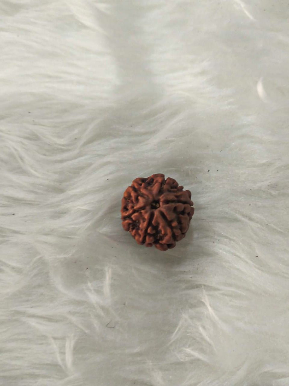 6 Mukhi