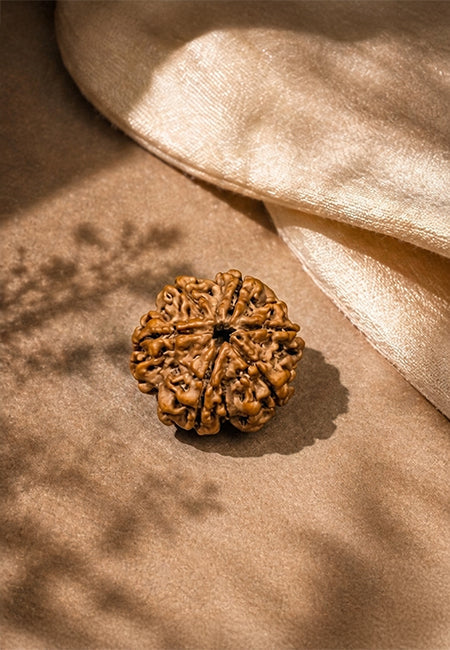 6 Mukhi Nepali Rudraksha