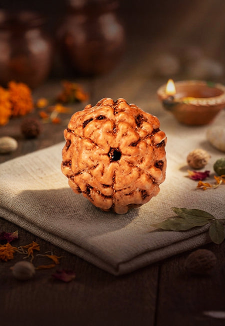 6 Mukhi Indonesian Rudraksha