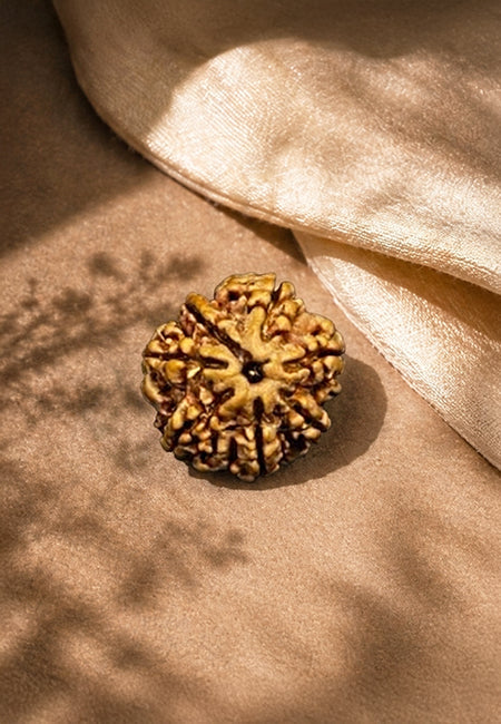 7 Mukhi Nepali Rudraksha