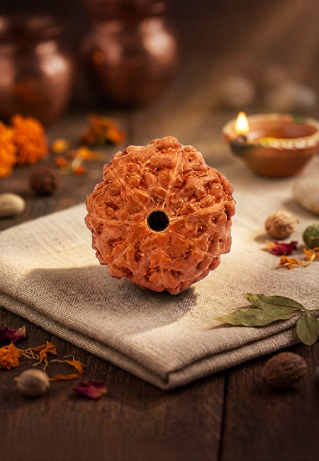 7 Mukhi Indonesian Rudraksha