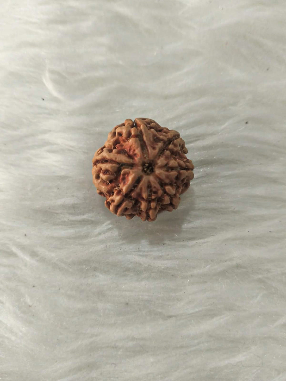 7 Mukhi