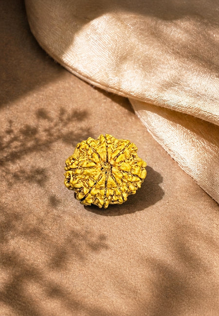8 Mukhi Nepali Rudraksha