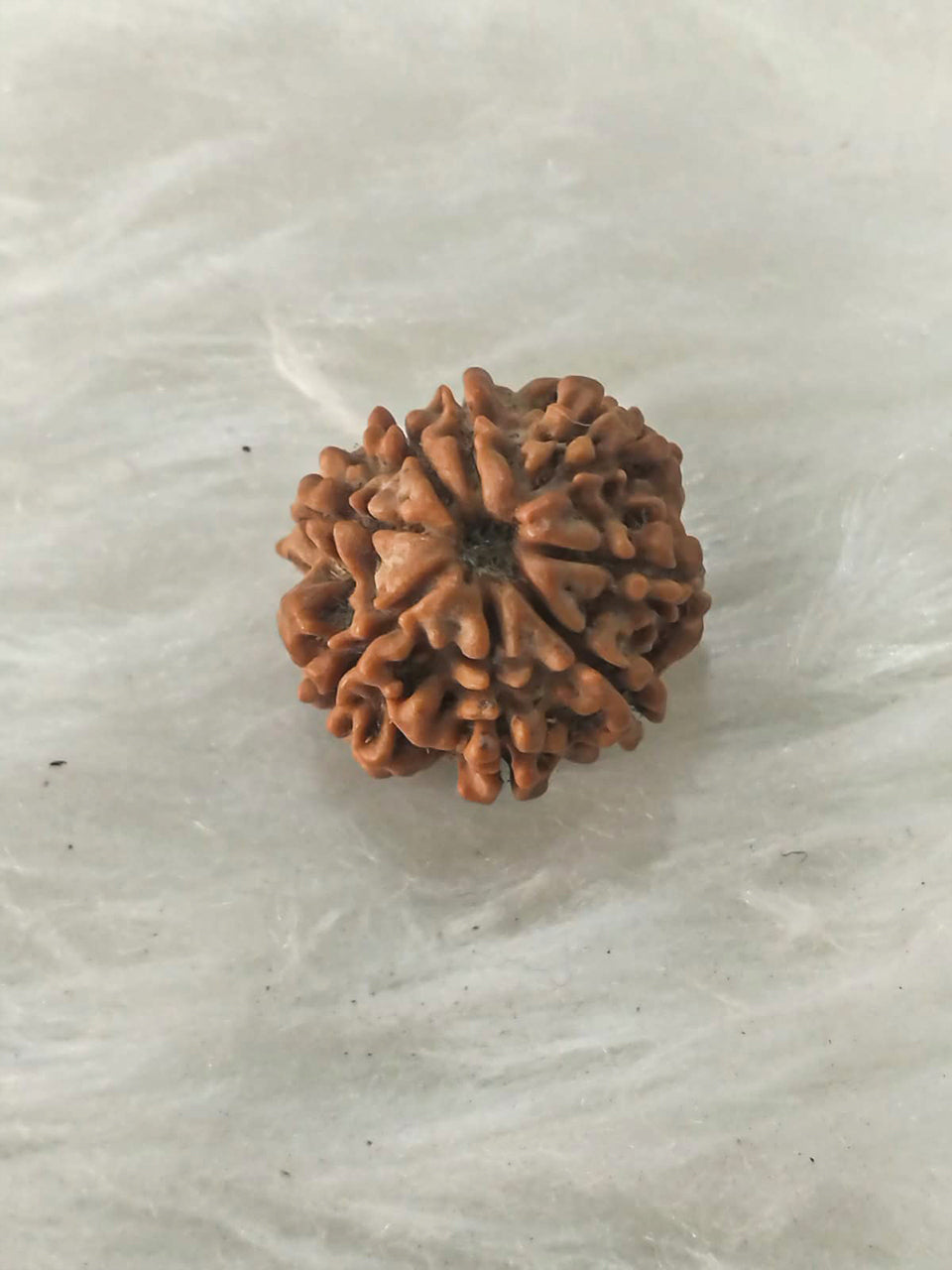 8 Mukhi