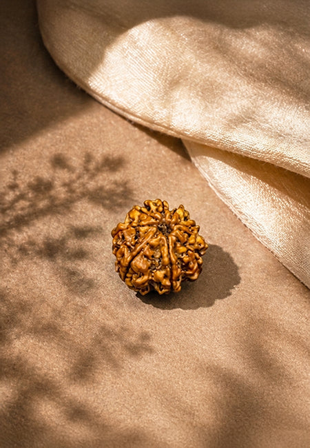 9 Mukhi Nepali Rudraksha