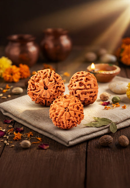 9 Mukhi Indonesian Rudraksha