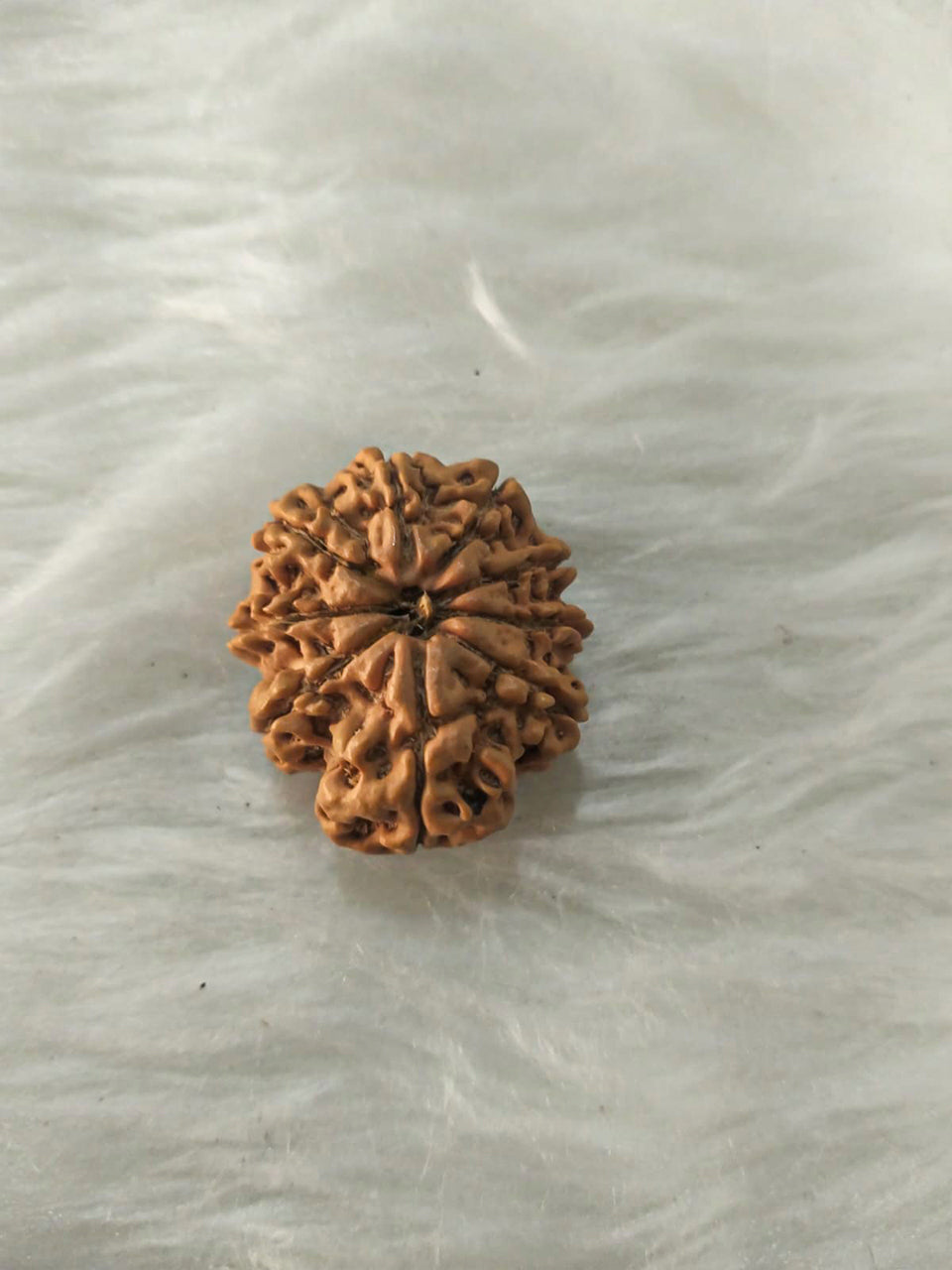 9 Mukhi