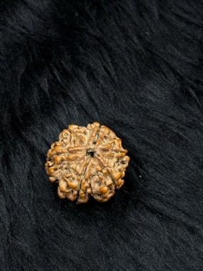 6 Mukhi Nepali Rudraksha – Original Chhe Mukhi Bead for Focus & Confidence