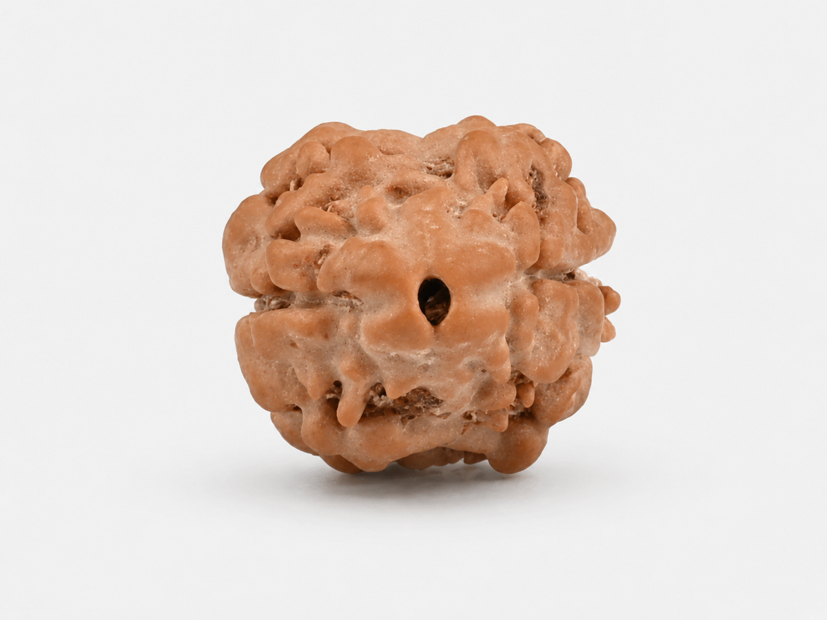 2 Mukhi Nepali Rudraksha 16mm– Original 2 Mukhi Bead for Love & Harmony